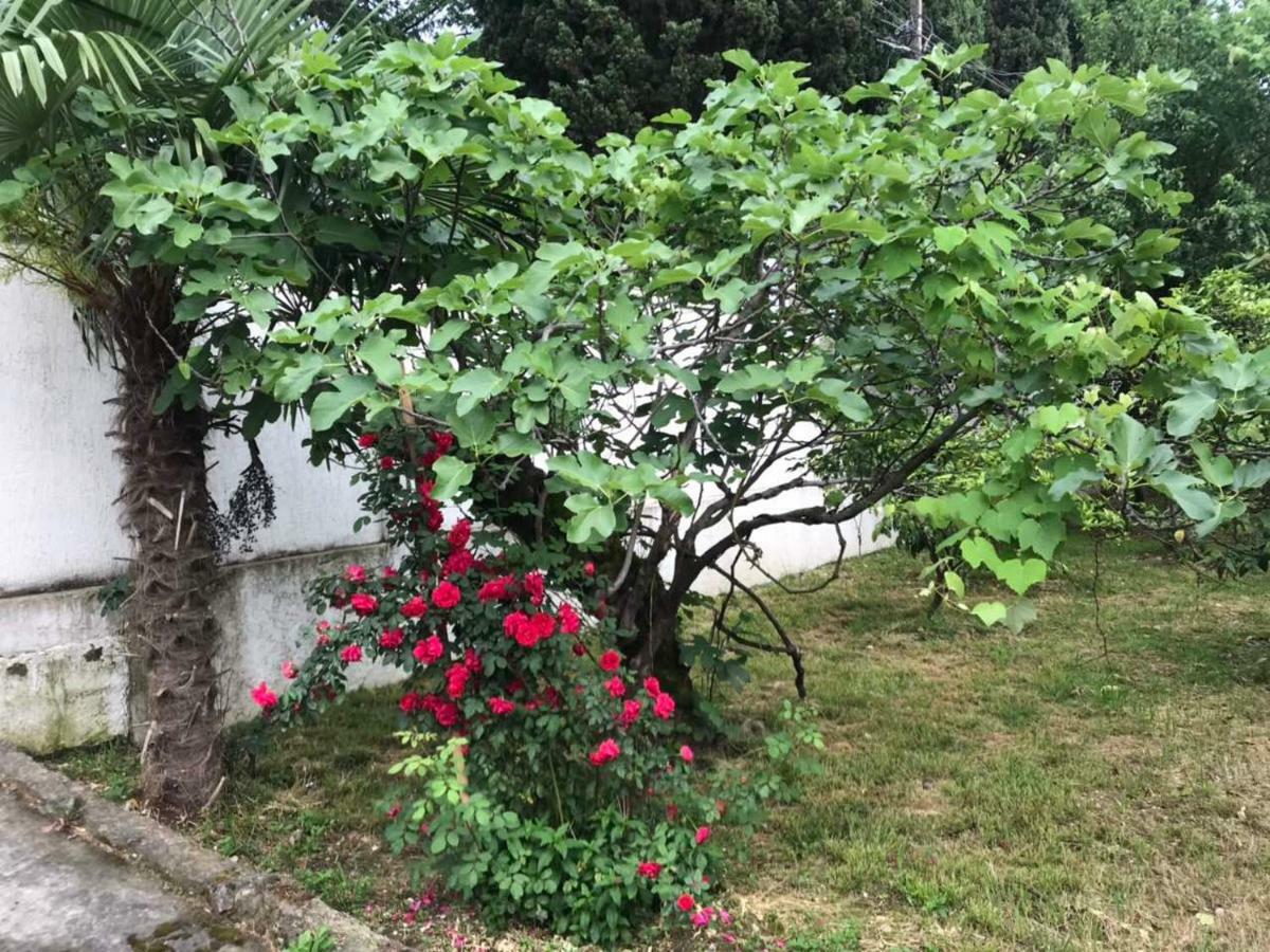 Guest House Dali Gagra Exterior foto